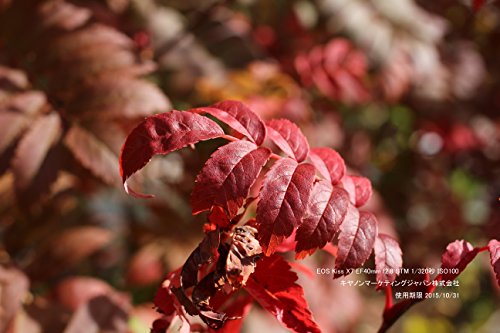 Canon デジタル一眼レフカメラ EOS Kiss X7 レンズキット EF-S18-55mm F3.5-5.6 IS STM付属 KISSX7-1855ISSTMLKの特徴・詳細 画像